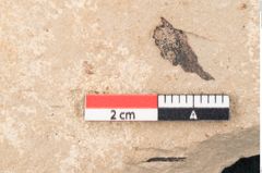 Foto (Detailansicht) von Sequoia tournalii Brongn. (NHMW-GEO-2024-0188-7935a)